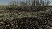 Cutting burnt sugarcane. Photo credit: Photo credit: Jonathan Wilkins