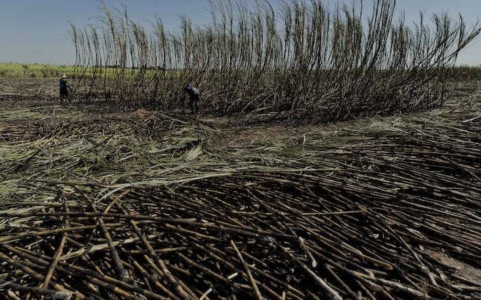 Cutting burnt sugarcane. Photo credit: Photo credit: Jonathan Wilkins