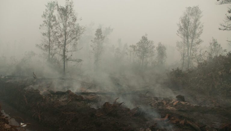 Thick smoke from peat fires near Palangka Raya, Central Kalimantan, Indonesia. Tropical forests are vital in capturing and storing carbon dioxide that would otherwise stay in the atmosphere and contribute to global warming. Copyright: Aulia Erlangga/CIFOR, (CC BY-NC-ND 2.0).